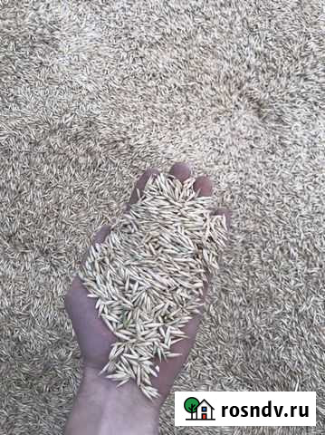 Пшеница Овес Ячмень Павлово - изображение 1