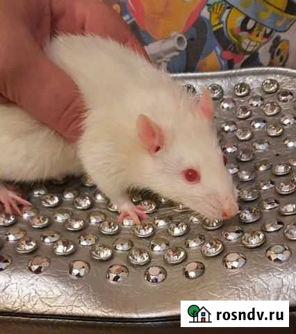 Крыска мальчик Горячий Ключ - изображение 1