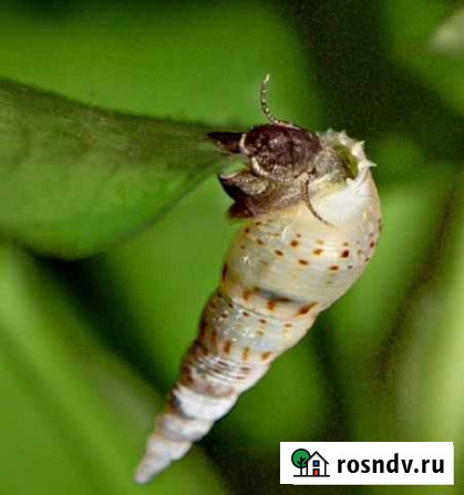 Улитки Мелании Красноярск - изображение 1