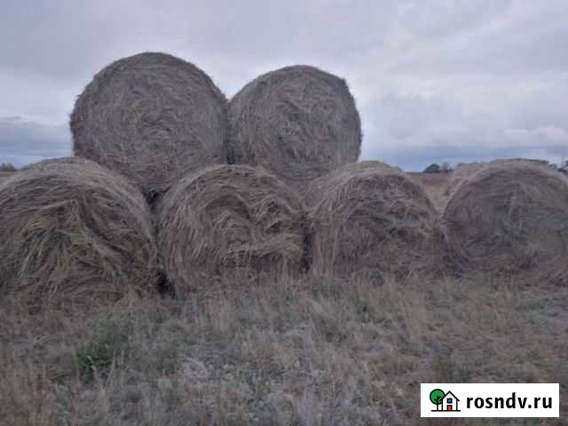 Сено в рулонах Бурла - изображение 1