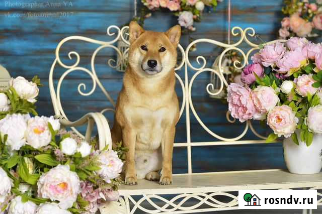 Кобель сиба для вязки Москва - изображение 1