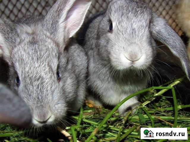 Кролики мясных пород Рассказово - изображение 1