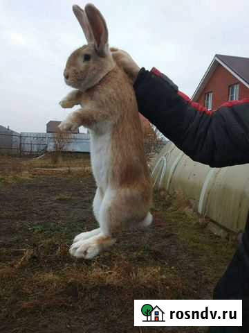 Кролик Дубна - изображение 1