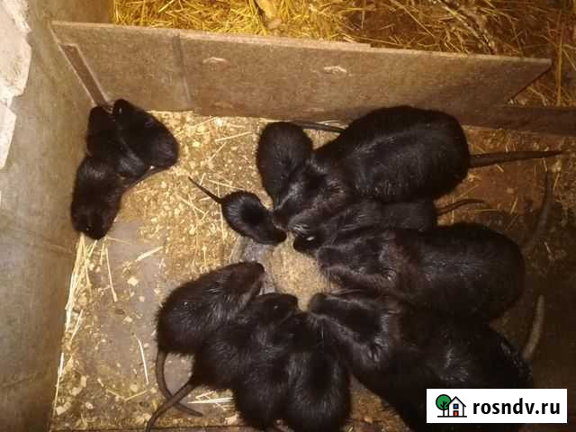 Нутрии Болотный бобер Самара - изображение 1