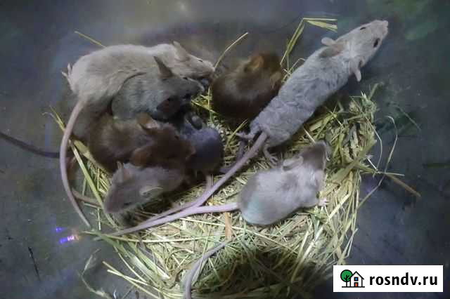 Сатиновые мышки разных окрасов Симферополь - изображение 1