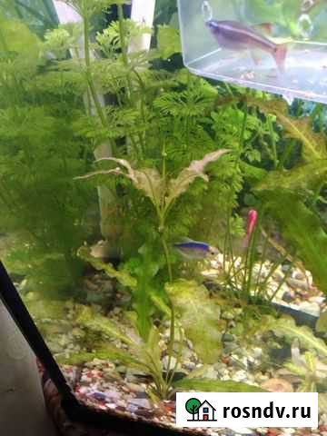 Ехинодорус Химки - изображение 1