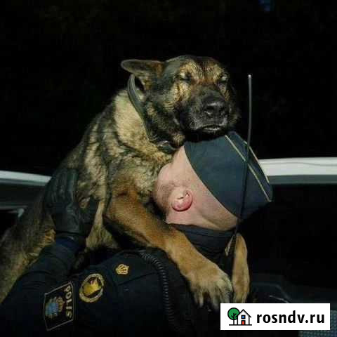 Дрессировка Собак Москва - изображение 1