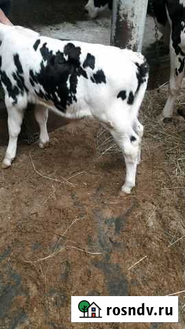 Телята мясные до 3мес Набережные Челны - изображение 1