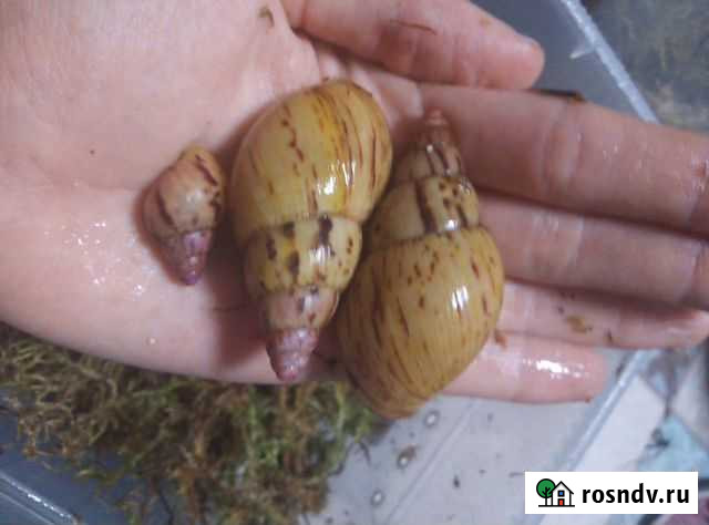 Улитки Черницыно - изображение 1