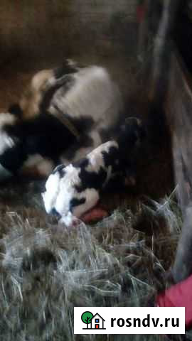 Коровы Красный Яр - изображение 1