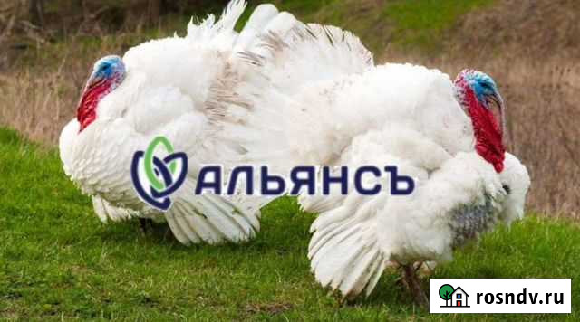 Комбикорм для индейки Альянс Нальчик - изображение 1