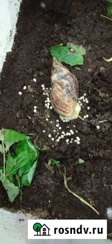 Улитки ахатины Новочебоксарск - изображение 1