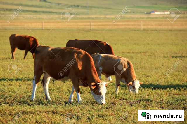 Корова Мариинский Посад - изображение 1