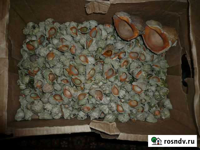 Раковина рапана Ростов-на-Дону - изображение 1