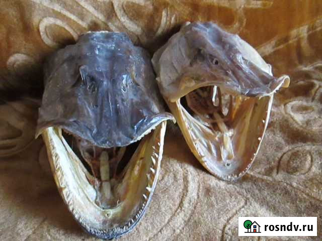 Чучело голов щуки Шахты - изображение 1