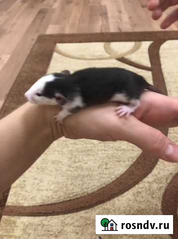 Крысята дамбо Волгоград - изображение 1