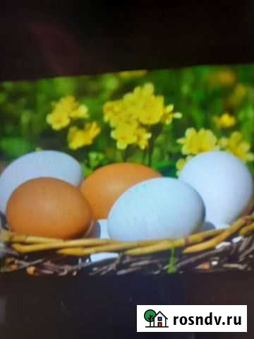 Домашнее куриное яйцо Краснотурьинск - изображение 1