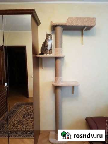 Когтеточка Брянск - изображение 1