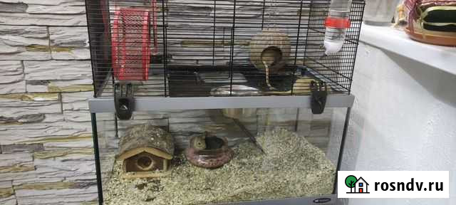 Песчанка Москва - изображение 1