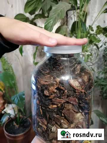 Грибы подосиновики Петрозаводск - изображение 1