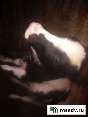 Тёлка г.р 25.06 Ижевск - изображение 1