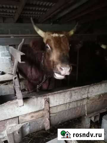 Быки на мясо Алагир - изображение 1