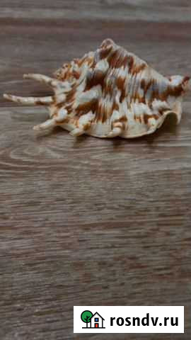 Ракушка Воронеж - изображение 1