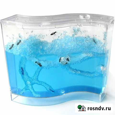 Муравьиная ферма Камышин - изображение 1