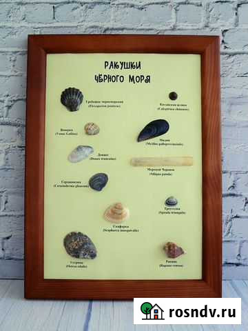 Картина Ракушки Черного моря Анапа - изображение 1