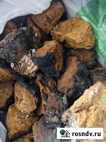 Гриб чага Екатеринбург - изображение 1