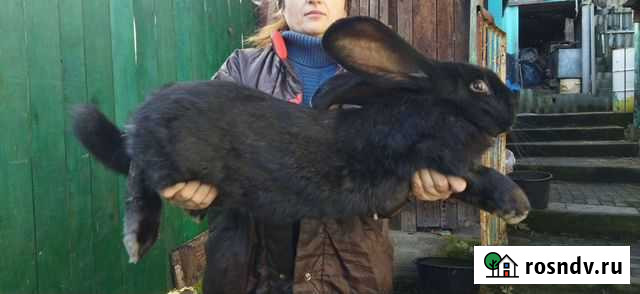 Кролики фландр Смоленск - изображение 1