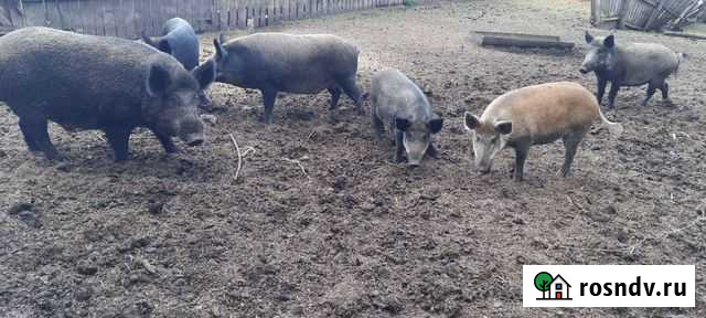 Мясо Димитровград - изображение 1