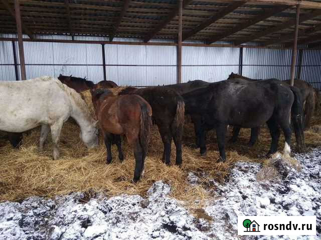 Кобылы и жеребята полутяжи Шыгырдан - изображение 1