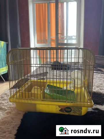 Клетка для джунгарика Казань - изображение 1