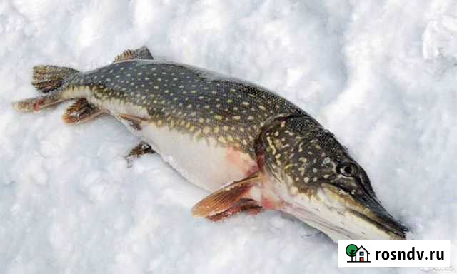 Свежая щука судак лещ фарш Касли - изображение 1