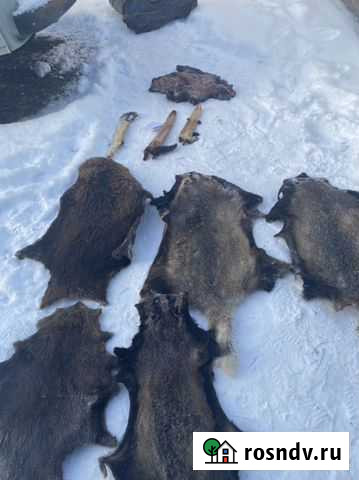 Мех бобра, бобер, норка Уфа - изображение 1