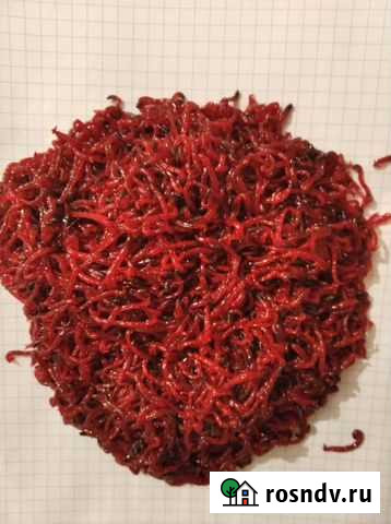 Мотыль рыболовный Волгоград - изображение 1