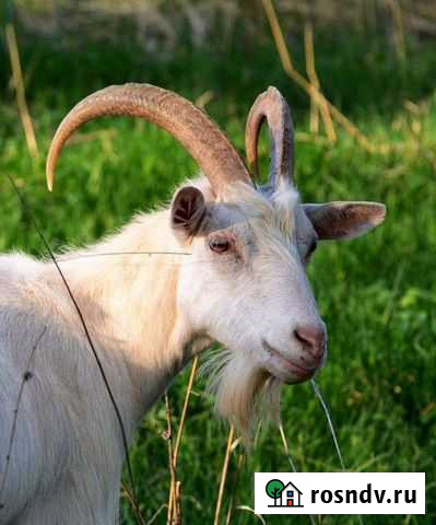 Зааненские козы Пермь - изображение 1