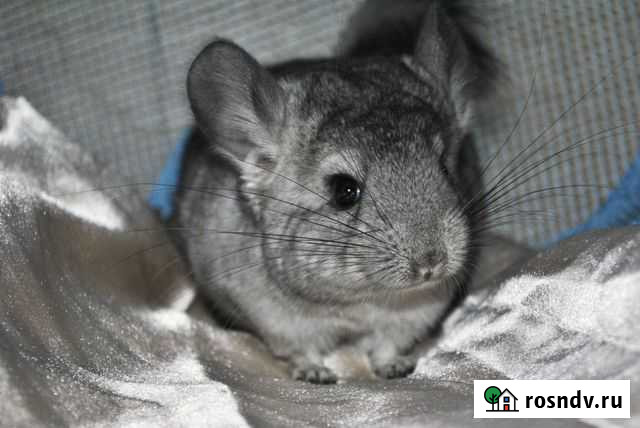 Шиншилленок девочка нф на 100 Москва - изображение 1