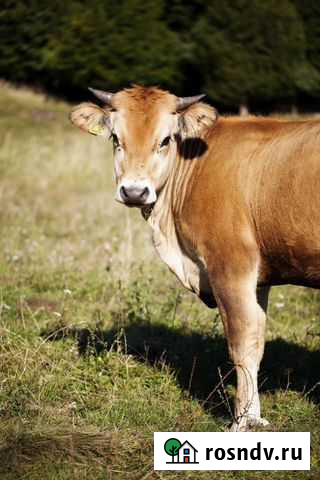 Тёлка Раевский - изображение 1