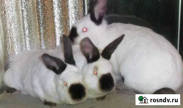 Кролики Калифорнийцы Ряжск - изображение 1
