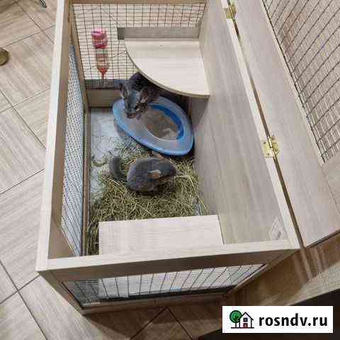 Шиншилла Краснодар