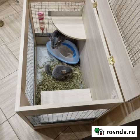 Шиншилла Краснодар - изображение 1