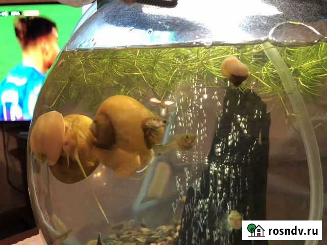 Ампулярии желтые улитки гуппи Березники - изображение 1