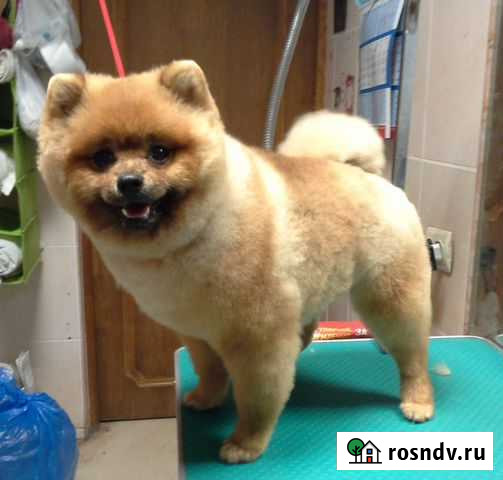 Стрижка собак Казань - изображение 1