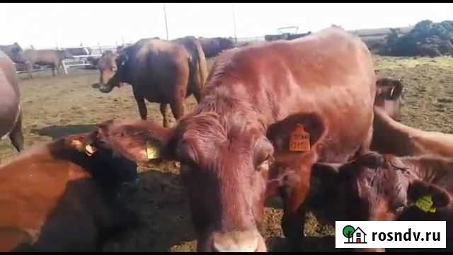 Крс бычки, телки Славгород - изображение 1