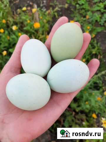 Инкубационное яйцо Кемерово - изображение 1