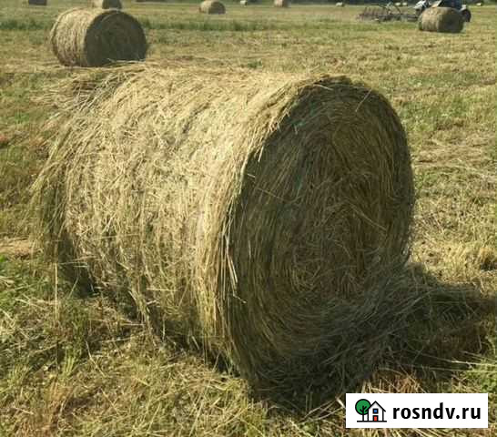Сено в рулонах Черняховск - изображение 1