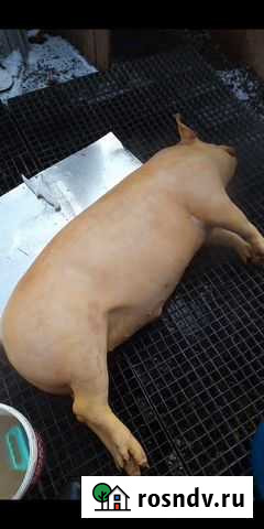 Свежее мясо свинины Красноярск - изображение 1