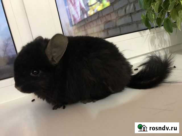 Продам шиншиу ангора с большой клеткой Каменка - изображение 1